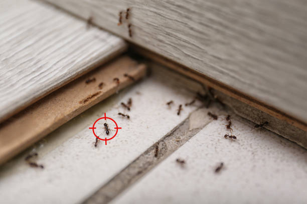 Best Affordable Pest Control Services  in Orleans, IN